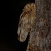 Vyrecek maly - Otus scops - European Scops-Owl 7735